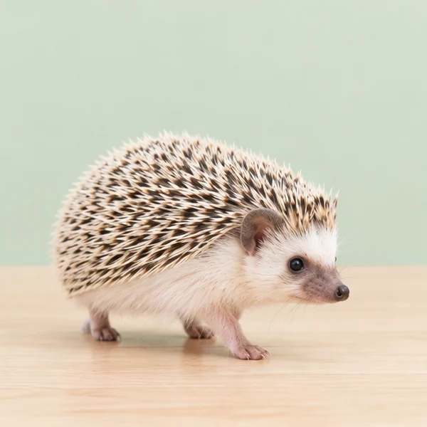 ハリネズミ